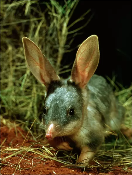 Bilby  /  Rabbit-eared BANDICOOT - Central Australian deserts JPF0037d