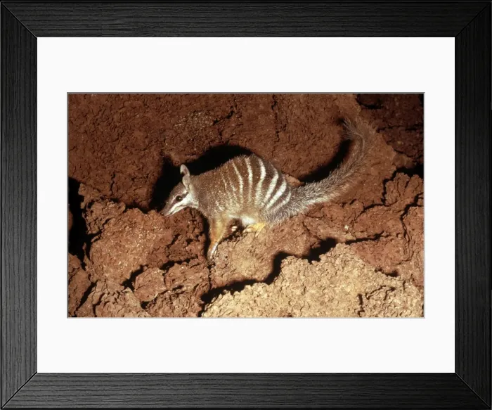 Framed Print : Numbat -Eating termites - Southwest Western Australia JPF00711 Framed Print : Numbat -Eating termites - Southwest Western Australia JPF00711