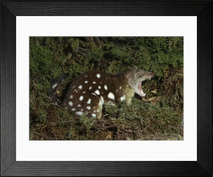 Framed Print : Spotted-tailed Quoll - Eastern Australia JPF00470 Framed Print : Spotted-tailed Quoll - Eastern Australia JPF00470
