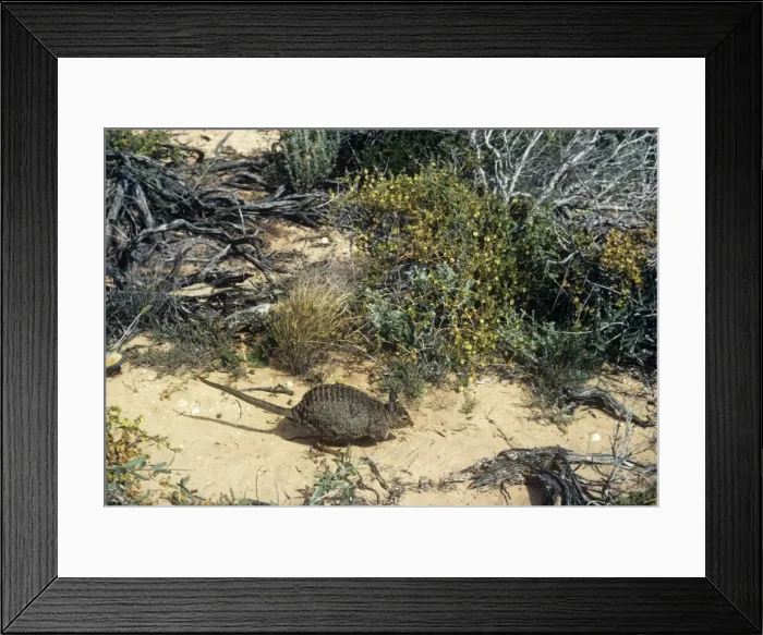 Framed Print : Banded hare-Wallaby - Tagged - Dirk Hartog Island, Shark Bay, Western Australia, Bernier and Dorre Islands in Shark Bay, Western Australia JPF00942