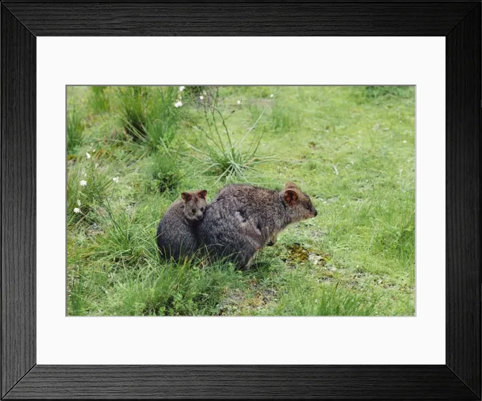 Framed Print : Quokka - Female and young, Rottnest Island, Western Australia JPF00935 Framed Print : Quokka - Female and young, Rottnest Island, Western Australia JPF00935