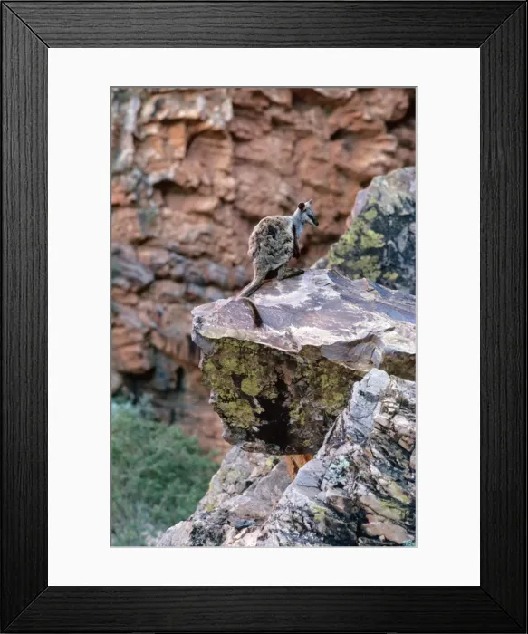 Framed Print : Black-footed Rock-Wallaby - On rock - Simpsons Gap, West MacDonnell Ranges, Northern Territory, Australia JPF00911 Framed Print : Black-footed Rock-Wallaby - On rock - Simpsons Gap, West MacDonnell Ranges, Northern Territory, Australia JPF00911