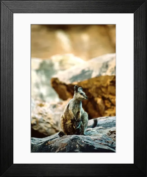 Framed Print : Black-footed Rock-Wallaby - On rock with young - Simpsons Gap - West MacDonnell Ranges, Northern Territory, Australia JPF00910