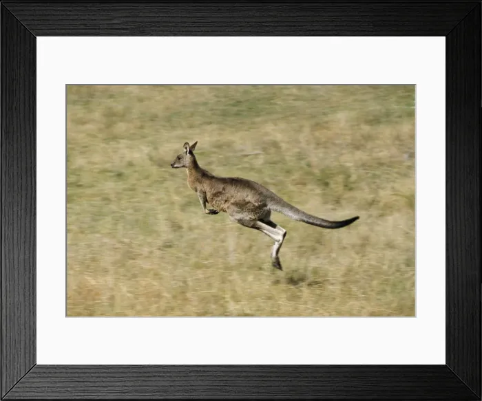 Framed Print : Eastern Grey Kangaroo - Running - Southeastern Australia JPF00881 Framed Print : Eastern Grey Kangaroo - Running - Southeastern Australia JPF00881