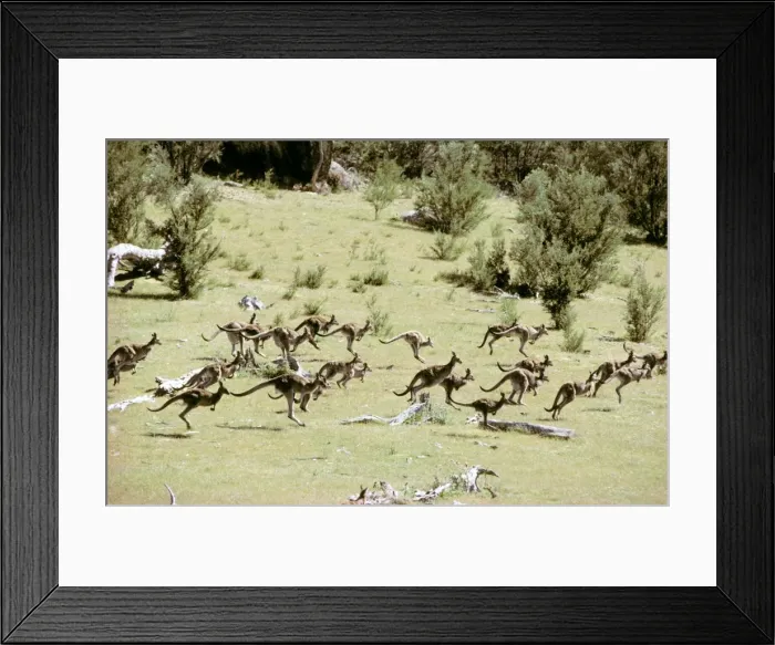 Framed Print : Eastern Grey Kangaroo - Large group hopping - Tidbinbilla Nature Reserve, Australian Capital Territory JPF00874 Framed Print : Eastern Grey Kangaroo - Large group hopping - Tidbinbilla Nature Reserve, Australian Capital Territory JPF00874