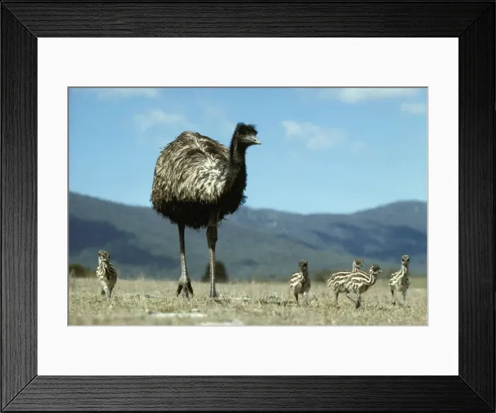 Framed Print : Emu - Male and chicks, Tidbinbilla Nature Reserve, Australian Capital Territory JPF01098 Framed Print : Emu - Male and chicks, Tidbinbilla Nature Reserve, Australian Capital Territory JPF01098