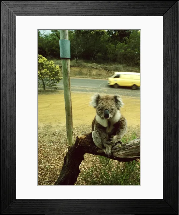 Framed Print : Koala - Blind koala sitting on branch. Power poles are ‘collared to avoid electrocuting koalas. Cars are an additional danger for this blind koala. Phillip Island, Victoria, Australia JPF01059 Framed Print : Koala - Blind koala sitting on branch. Power poles are ‘collared to avoid electrocuting koalas. Cars are an additional danger for this blind koala. Phillip Island, Victoria, Australia JPF01059
