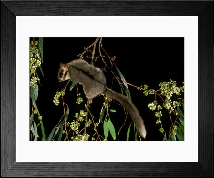 Framed Print : Leadbeater's Possum - Climbing among flowering Eucalypt branches, Central Highlands of Victoria - South-eastern Australia JPF01042 Framed Print : Leadbeater's Possum - Climbing among flowering Eucalypt branches, Central Highlands of Victoria - South-eastern Australia JPF01042