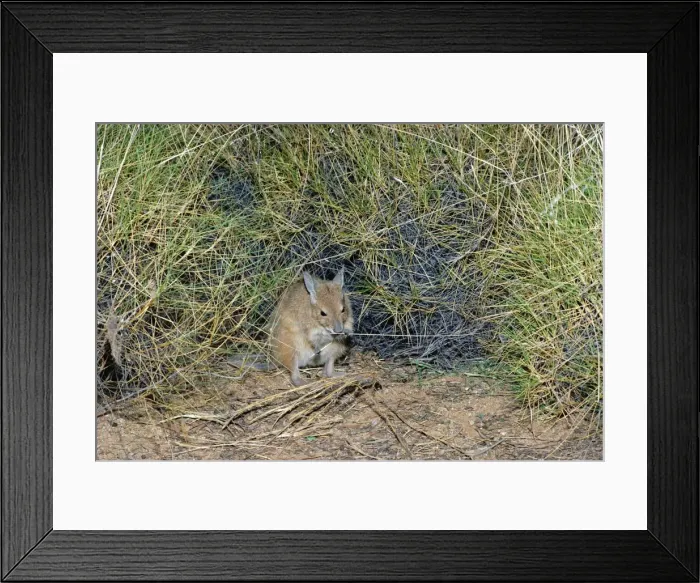 Framed Print : Rufous Hare-Wallaby / Mala - Feeding - Tanami Desert, Northern Territory, Australia JPF00943 Framed Print : Rufous Hare-Wallaby / Mala - Feeding - Tanami Desert, Northern Territory, Australia JPF00943