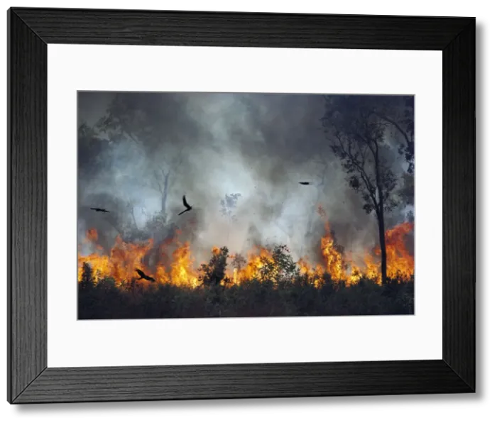Framed Print : Black Kites - Chasing insects during bushfire, Kakadu National Park (World Heritage Area) - Northern Territory, Australia, JPF01231 Framed Print : Black Kites - Chasing insects during bushfire, Kakadu National Park (World Heritage Area) - Northern Territory, Australia, JPF01231