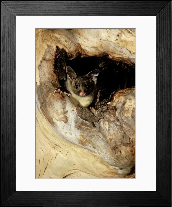 Framed Print : Yellow-bellied Glider - In hollow of tree - South coast New South Wales, Australia JPF01871 Framed Print : Yellow-bellied Glider - In hollow of tree - South coast New South Wales, Australia JPF01871