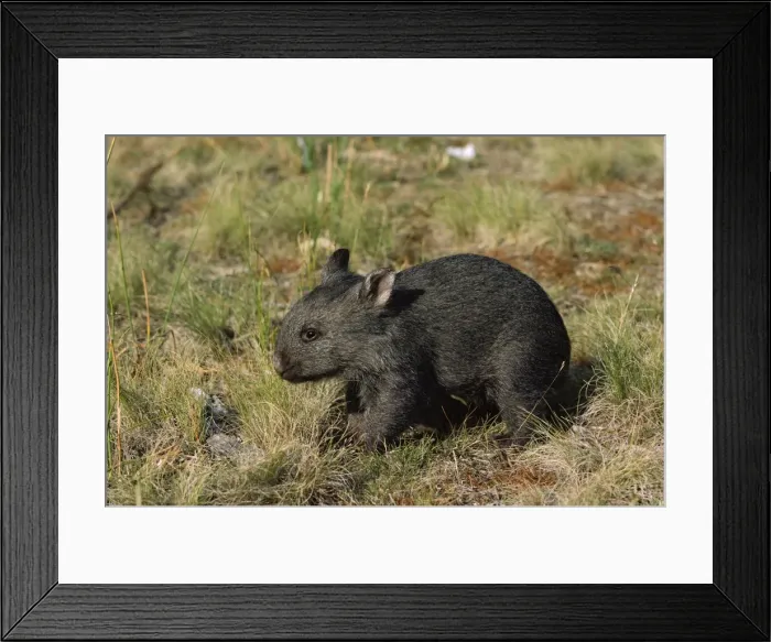 Framed Print : Common Wombat - about three months old, Kosciuszko National Park, New South Wales, Australia, Patchy distribution in south-eastern mainland Australia and widespread in Tasmania JPF01852 Framed Print : Common Wombat - about three months old, Kosciuszko National Park, New South Wales, Australia, Patchy distribution in south-eastern mainland Australia and widespread in Tasmania JPF01852