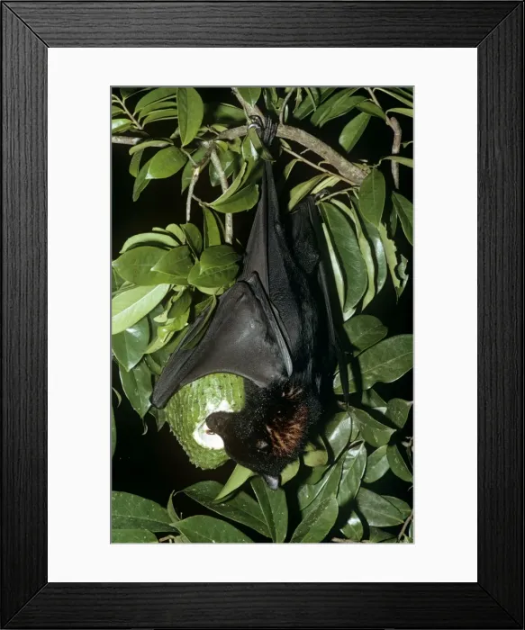 Framed Print : Black Flying Fox - Hanging upside down feeding on fruit. Northern Australia JPF01847 Framed Print : Black Flying Fox - Hanging upside down feeding on fruit. Northern Australia JPF01847