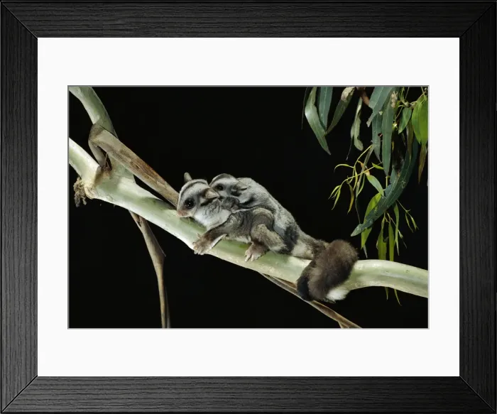 Framed Print : Sugar Glider - Female and young in tree - Australia, North-eastern coastal Australia JPF01804 Framed Print : Sugar Glider - Female and young in tree - Australia, North-eastern coastal Australia JPF01804