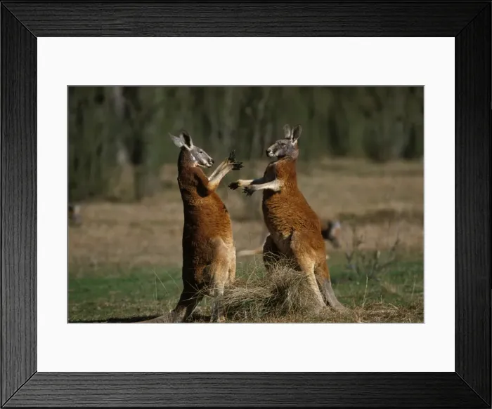 Framed Print : Red Kangaroo - Males fighting - Western New South Wales, Australia JPF02123 Framed Print : Red Kangaroo - Males fighting - Western New South Wales, Australia JPF02123