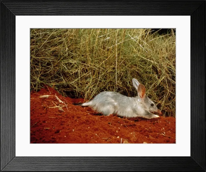 Framed Print : Greater Bilby - Digging, Simpson Desert, Queensland, Australia JPF02715 Framed Print : Greater Bilby - Digging, Simpson Desert, Queensland, Australia JPF02715