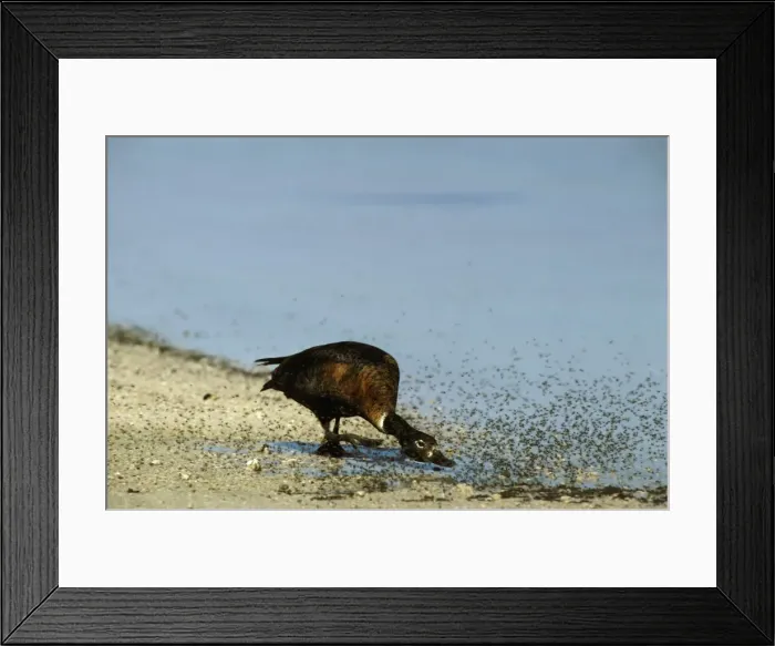 Framed Print : Australian Shelduck - Female chasing insects by saline lake - Rottnest Island, Western Australia JPF02636 Framed Print : Australian Shelduck - Female chasing insects by saline lake - Rottnest Island, Western Australia JPF02636