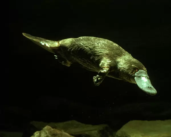 Platypus Underwater, Eastern Australia, eastern Australia JPF02584