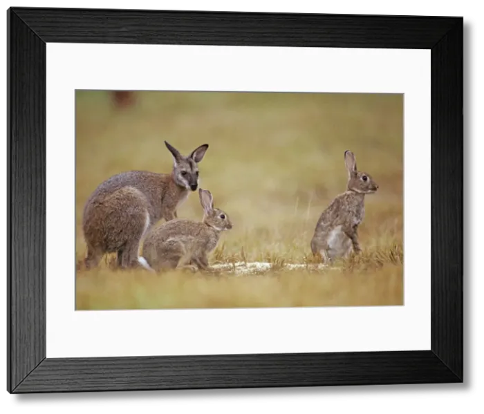 Framed Print : Red-necked Wallaby - With Rabbits (Oryctolagus cuniculus cuniculus) - Croajingolong National Park, Victoria, Australia JPF27052 / 187543 Framed Print : Red-necked Wallaby - With Rabbits (Oryctolagus cuniculus cuniculus) - Croajingolong National Park, Victoria, Australia JPF27052 / 187543