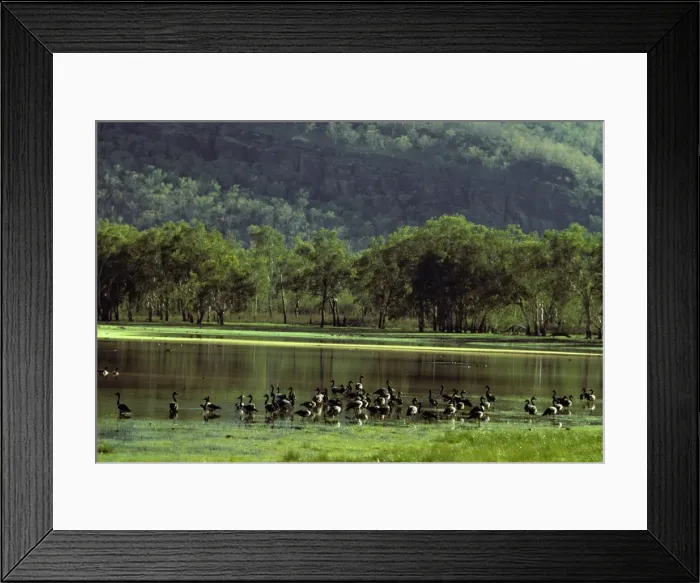 Framed Print : Magpie Goose - Nourlangie Rock, Kakadu National Park (World Heritage Area), Northern Territory, Australia, Southern New Guinea and Northern Australia JPF02388 Framed Print : Magpie Goose - Nourlangie Rock, Kakadu National Park (World Heritage Area), Northern Territory, Australia, Southern New Guinea and Northern Australia JPF02388