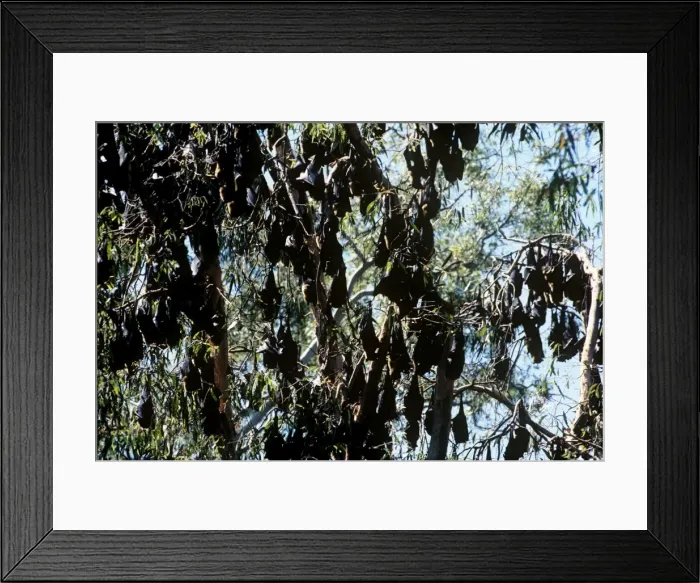 Framed Print : Flying-foxes - Large group in trees during the day (Pteropus conspicillatus conspicillatus, Pteropus gouldii)- Atherton Tableland, north Queensland, Australia JPF02379 Framed Print : Flying-foxes - Large group in trees during the day (Pteropus conspicillatus conspicillatus, Pteropus gouldii)- Atherton Tableland, north Queensland, Australia JPF02379