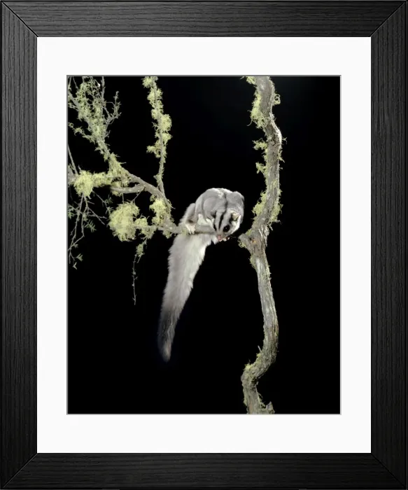 Framed Print : Squirrel Glider - In tree - eastern Australia JPF02843 Framed Print : Squirrel Glider - In tree - eastern Australia JPF02843