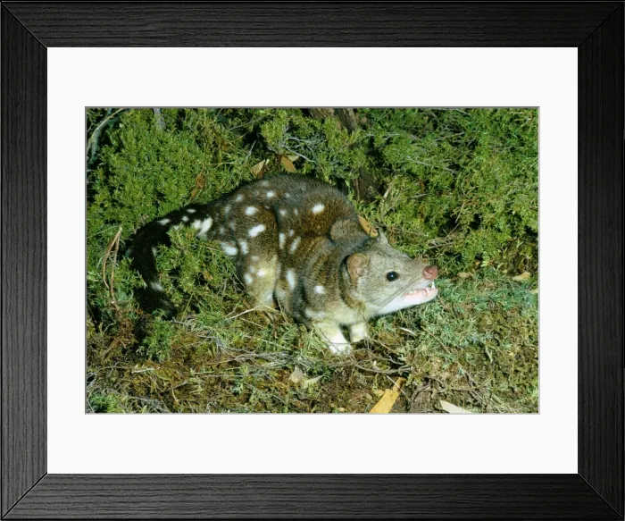 Framed Print : Spotted-tailed Quoll / Tiger Cat - Tasmania, Australia JPF03029 Framed Print : Spotted-tailed Quoll / Tiger Cat - Tasmania, Australia JPF03029