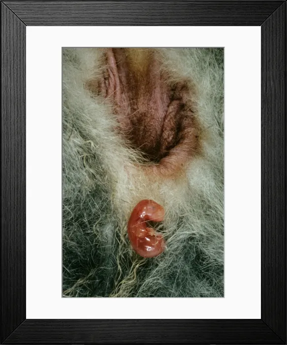 Framed Print : Birth of Tammar Wallaby - Embryo enters pouch after a 2 minute climb, Australia JPF02930 Framed Print : Birth of Tammar Wallaby - Embryo enters pouch after a 2 minute climb, Australia JPF02930