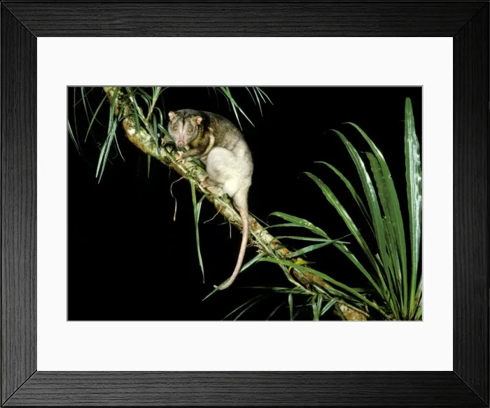 Framed Print : Southern Common Cuscus - On tree branch, North Queensland, Australia JPF02795 Framed Print : Southern Common Cuscus - On tree branch, North Queensland, Australia JPF02795