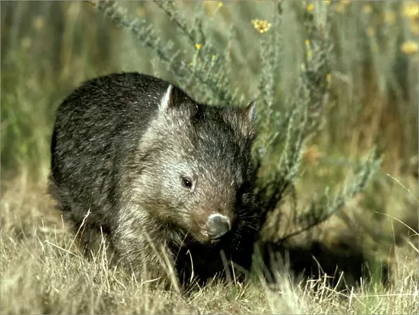 Common Wombat - Kosciuszko National Park, New South Wales, Australia, Patchy distribution in south-eastern mainland Australia and widespread in Tasmania JPF03232