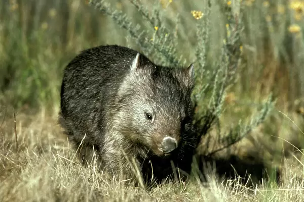 Common Wombat - Kosciuszko National Park, New South Wales, Australia, Patchy distribution in south-eastern mainland Australia and widespread in Tasmania JPF03232