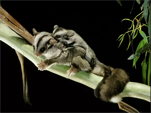 Sugar Glider - Female with young on back, Australia JPF03739