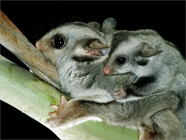 Sugar Glider - Female with young on back - Australia JPF03728