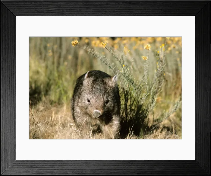 Framed Print : Common Wombat - Kosciuszko National Park, New South Wales, Australia, JPF03324 Framed Print : Common Wombat - Kosciuszko National Park, New South Wales, Australia, JPF03324