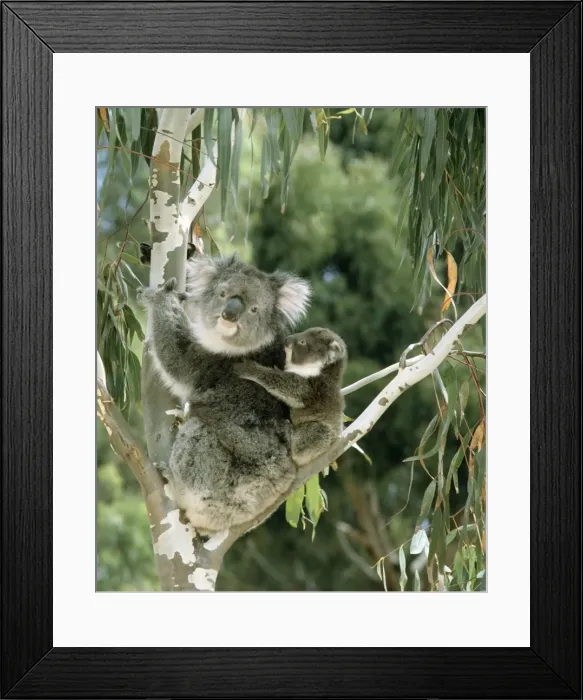 Framed Print : Koala - Female and young in tree - Kangaroo Island, South Australia JPF04171 Framed Print : Koala - Female and young in tree - Kangaroo Island, South Australia JPF04171