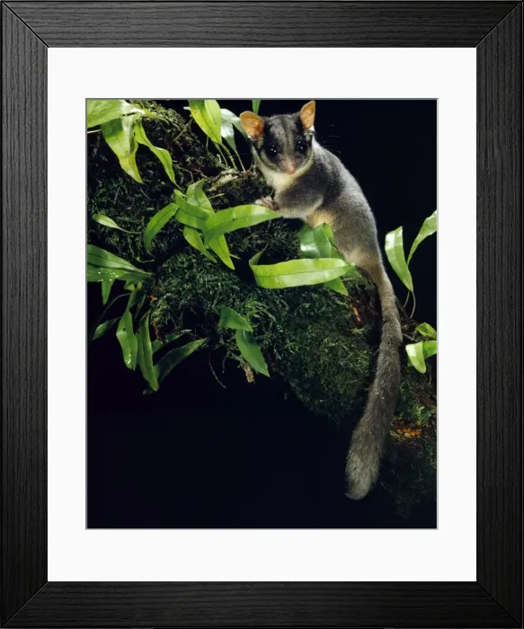 Framed Print : Leadbeater's possum - In tree - Central Highlands, Victoria, South-eastern Australia JPF03967
