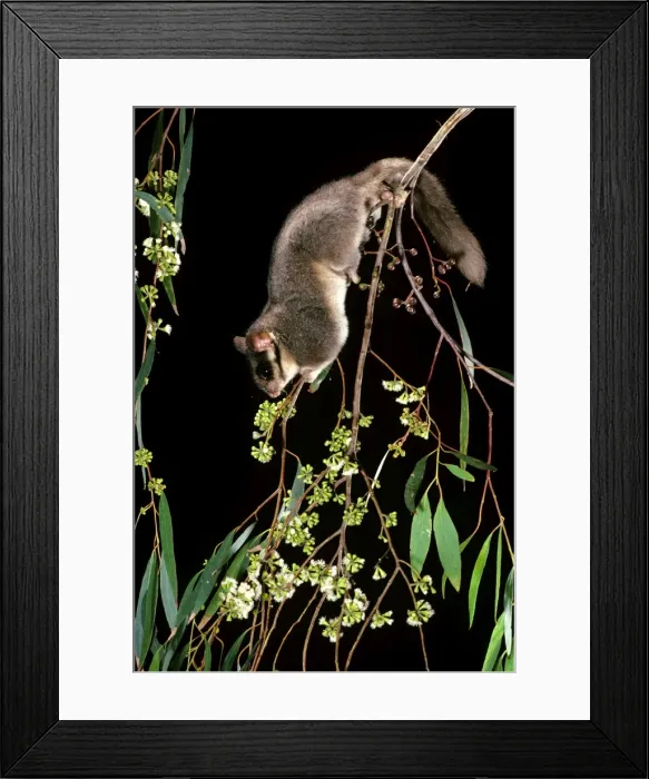 Framed Print : Leadbeater's Possum - Climbing among flowering Eucalypt branches, Central Highlands, Victoria, South-eastern Australia JPF03960 Framed Print : Leadbeater's Possum - Climbing among flowering Eucalypt branches, Central Highlands, Victoria, South-eastern Australia JPF03960