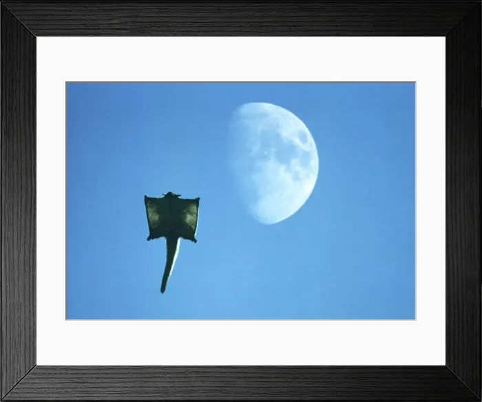Framed Print : Yellow-bellied Glider - Gliding in front of moon, South coast New South Wales, Australia JPF03805 Framed Print : Yellow-bellied Glider - Gliding in front of moon, South coast New South Wales, Australia JPF03805