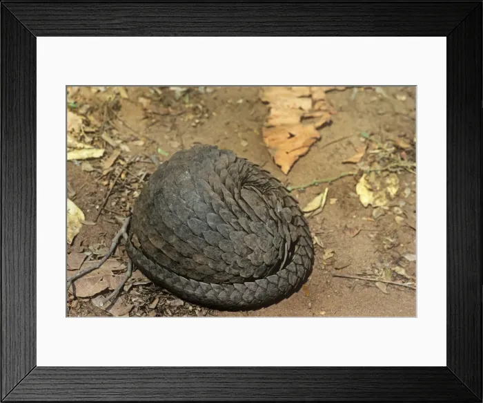 Framed Print : Three -cusped / Tree / White-bellied Pangolin Ghana Framed Print : Three -cusped / Tree / White-bellied Pangolin Ghana