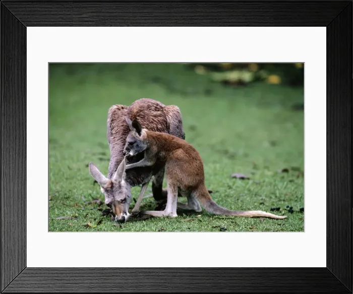 Framed Print : Red kangaroos - Joey playing with mother Western New South Wales, Australia JPF04535 Framed Print : Red kangaroos - Joey playing with mother Western New South Wales, Australia JPF04535