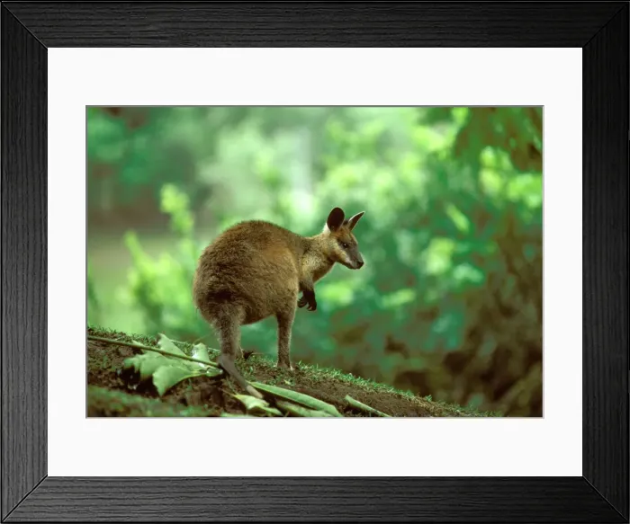 Framed Print : Swamp Wallaby - Australia, eastern coastal Australia JPF05449 Framed Print : Swamp Wallaby - Australia, eastern coastal Australia JPF05449