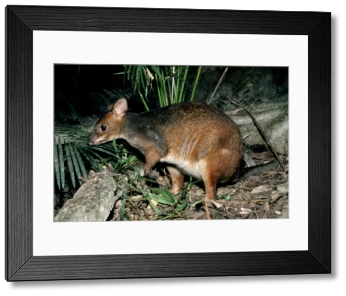 Framed Print : Red-legged Pademelon - Lamington National Park, southern Queensland, Australia JPF05067 Framed Print : Red-legged Pademelon - Lamington National Park, southern Queensland, Australia JPF05067
