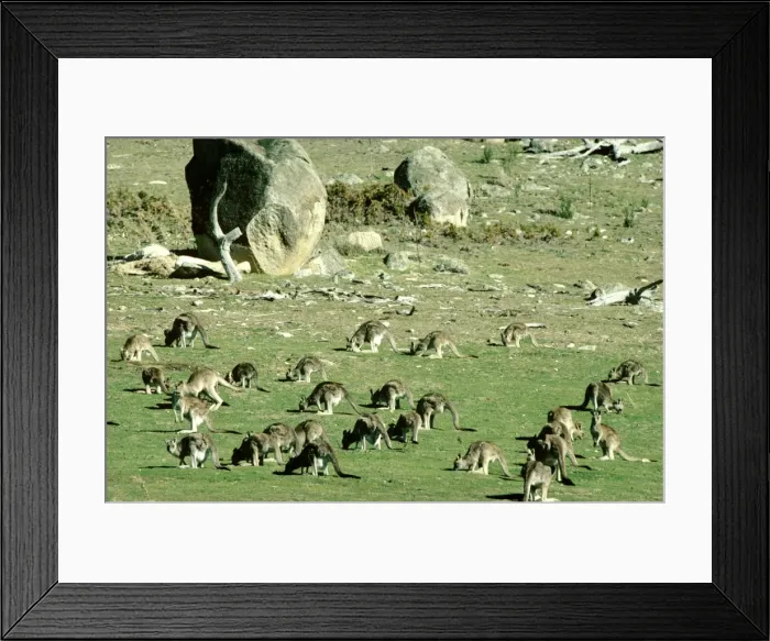 Framed Print : Eastern Grey Kangaroo - Large group, Tidbinbilla Nature Reserve, Australian Capital Territory JPF04628 Framed Print : Eastern Grey Kangaroo - Large group, Tidbinbilla Nature Reserve, Australian Capital Territory JPF04628