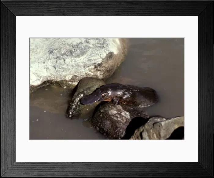 Framed Print : Duck-billed / Duckbill Platypus - Crawling over rocks, Eastern Australia JPF04370 Framed Print : Duck-billed / Duckbill Platypus - Crawling over rocks, Eastern Australia JPF04370