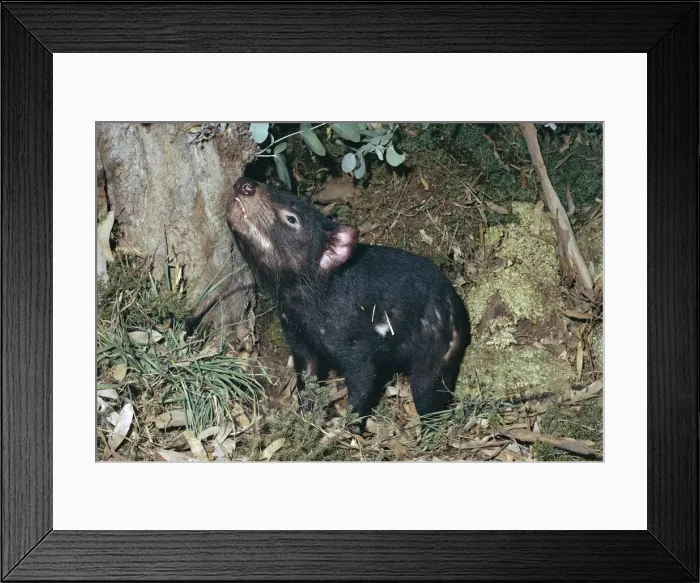Framed Print : Tasmanian Devil - Sniffing the air, Tasmania, Australia, Tasmania, Australia JPF04332 Framed Print : Tasmanian Devil - Sniffing the air, Tasmania, Australia, Tasmania, Australia JPF04332