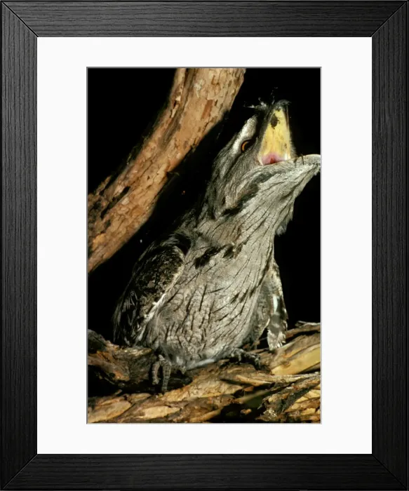 Framed Print : Tawny Frogmouth - Swallowing prey (mouse), Tidbinbilla Nature Reserve, Australian Capital Territory, Australia JPF06087 Framed Print : Tawny Frogmouth - Swallowing prey (mouse), Tidbinbilla Nature Reserve, Australian Capital Territory, Australia JPF06087