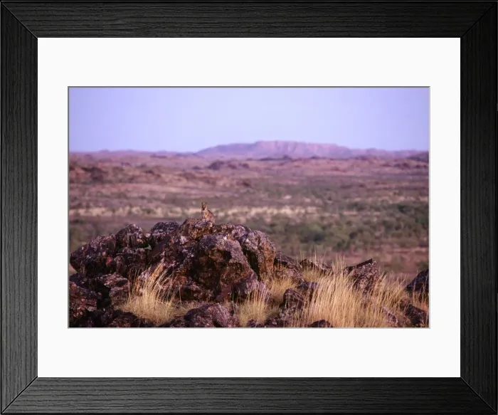 Framed Print : Purple-necked Rock-wallaby - in shrub plain habitat, Selwyn Range, Queensland, Australia JPF05548 Framed Print : Purple-necked Rock-wallaby - in shrub plain habitat, Selwyn Range, Queensland, Australia JPF05548