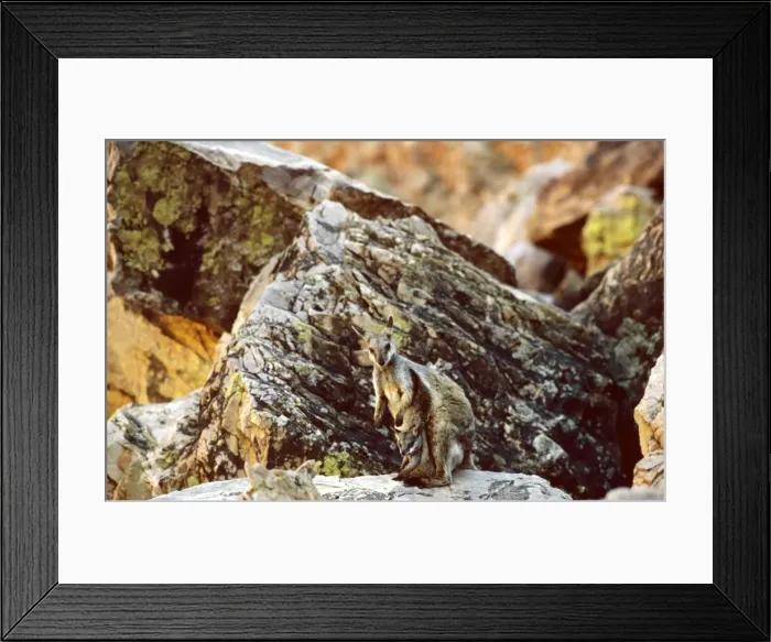 Framed Print : Black-footed Rock-Wallaby - Simpsons Gap, West MacDonnell Ranges, Northern Territory, Australia JPF05521 Framed Print : Black-footed Rock-Wallaby - Simpsons Gap, West MacDonnell Ranges, Northern Territory, Australia JPF05521