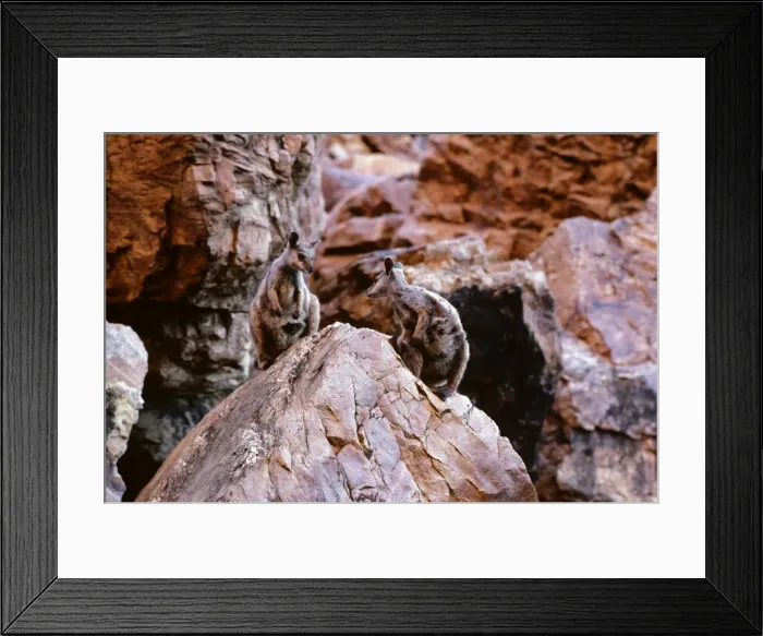 Framed Print : Black-footed Rock-Wallaby - Simpsons Gap - West MacDonnell Ranges, Northern Territory, Australia JPF05516 Framed Print : Black-footed Rock-Wallaby - Simpsons Gap - West MacDonnell Ranges, Northern Territory, Australia JPF05516