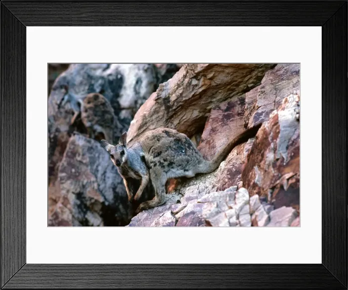 Framed Print : Black-footed Rock-Wallaby - Moulting - Simpsons Gap - West MacDonnell Ranges - Northern Territory, Australia JPF05515 Framed Print : Black-footed Rock-Wallaby - Moulting - Simpsons Gap - West MacDonnell Ranges - Northern Territory, Australia JPF05515